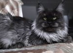 Tohka - Maine Coon Cat For Sale/Service - 