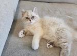 Marble - Himalayan Kitten For Sale - Dallas, TX, US