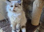 Betty - Ragdoll Kitten For Sale - Dallas, TX, US