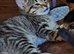 3 kittens 6 mos old - Domestic Kitten For Adoption - 