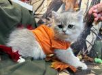 Bailey - British Shorthair Kitten For Sale - 