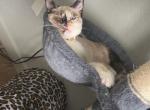 MaryLouise - American Shorthair Cat For Sale - 