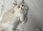 Macchiato - Ragdoll Kitten For Sale/Service - 