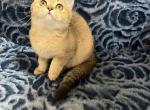 Honey - Scottish Straight Kitten For Sale - Renton, WA, US