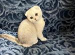 Milo - Scottish Fold Kitten For Sale - Renton, WA, US