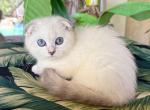 Scottish Fold White Color Point  Female - Scottish Fold Kitten For Sale - Orlando, FL, US