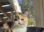 Persian Female Calico Kitten - Persian Kitten For Sale - Stroudsburg, PA, US