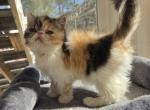 Persian Female Calico Kitten - Persian Kitten For Sale - Stroudsburg, PA, US