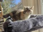 Exotic Shorthair Female Tortoiseshell Kitten - Exotic Kitten For Sale - Stroudsburg, PA, US