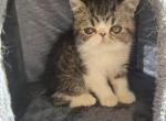 Persian Male Black Tabby Kitten - Persian Kitten For Sale - 