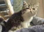 Exotic Shorthair Male Black Tabby Kitten Kitten - Exotic Kitten For Sale - 