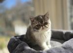 Exotic Shorthair Female Tortoiseshell Kitten - Exotic Kitten For Sale - Brooklyn, NY, US