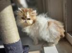 Persian Male White Red Long Fur Kitten - Persian Kitten For Sale - Brooklyn, NY, US