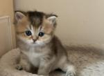 Nika - Scottish Straight Kitten For Sale - New York, NY, US