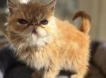 Exotic Shorthair Male Red Kitten - Exotic Kitten For Sale - Stroudsburg, PA, US