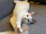 Lexus - Ragdoll Kitten For Sale - Calabasas, CA, US