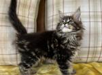 Ariel - Maine Coon Kitten For Sale - Sugar Valley, GA, US