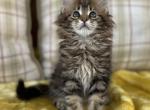 Anastasia - Maine Coon Kitten For Sale - Sugar Valley, GA, US