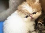 Persian Male White Red Long Fur Kitten - Persian Kitten For Sale - Stroudsburg, PA, US