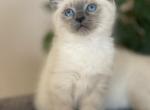 Siamese Sensation Zoe - Siamese Kitten For Sale - Sequim, WA, US