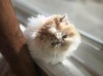 Exotic Shorthair Male White Red Long Fur Kitten - Exotic Kitten For Sale - Stroudsburg, PA, US