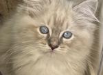 Sierra - Ragdoll Kitten For Sale - Denver, PA, US