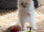 Charles kitten - Ragdoll Kitten For Sale - Butler, PA, US