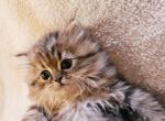 Golden Chinchilla Persian Ragdolls s - Persian Kitten For Sale - 