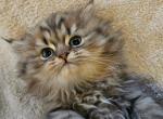 Golden Chinchilla Persian Ragdolls ss - Ragdoll Kitten For Sale - 