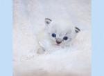 Christmas Ragdolls - Ragdoll Kitten For Sale - 