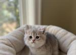 Daisy - British Shorthair Kitten For Sale - Bensalem, PA, US