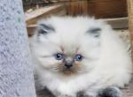 CFA Himalayan Kittens - Himalayan Kitten For Sale - Hinton, WV, US