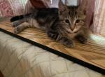 Biscuit - American Shorthair Kitten For Sale - Garden City, NY, US