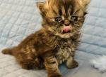 Hans - Persian Kitten For Sale - 