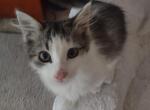 Jade - Domestic Kitten For Sale - 