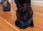 Lucy and charkie - Maine Coon Kitten For Sale - 