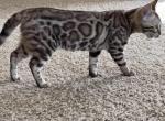 Saturn - Bengal Kitten For Sale - New Port Richey, FL, US