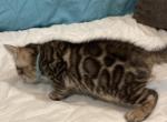 Maple - Bengal Kitten For Sale - New Port Richey, FL, US