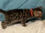 Oak - Bengal Kitten For Sale - New Port Richey, FL, US