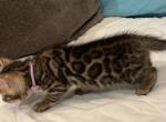 Cypress - Bengal Kitten For Sale - New Port Richey, FL, US