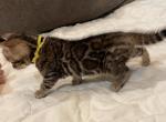 Aspen - Bengal Kitten For Sale - New Port Richey, FL, US