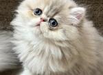 Reserved Blue Julius - Persian Kitten For Sale - Wisconsin Rapids, WI, US