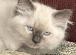 Sage - Ragdoll Kitten For Sale - Denver, PA, US