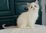 Dr Suess - Ragdoll Kitten For Sale - 