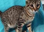 Highlander kity 1a - Highlander Kitten For Sale - Goshen, AL, US