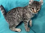 Highlander kity 4a - Highlander Kitten For Sale - Goshen, AL, US