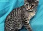 Highlander kity 3a - Highlander Kitten For Sale - Goshen, AL, US