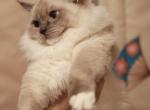 Lumi - Ragdoll Cat For Sale/Service - Bristow, VA, US