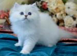 Emilia - Scottish Straight Kitten For Sale - Spokane, WA, US