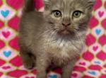 Highlander kity 3f - Highlander Kitten For Sale - Goshen, AL, US